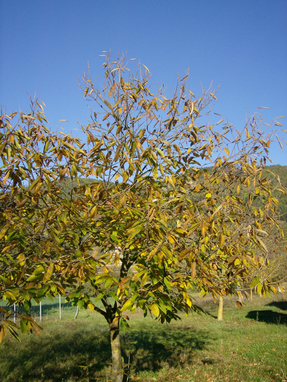 CASTAGNE e MARRONI ITALIANI: ottobre 2010